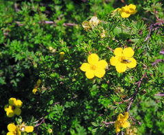 Potentilla72